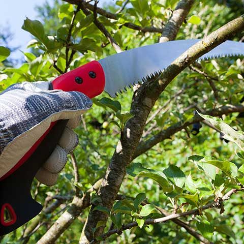 Person Pruning Small Tree Branch